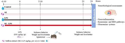 Saffron extract interferes with lipopolysaccharide-induced brain activation of the kynurenine pathway and impairment of monoamine neurotransmission in mice